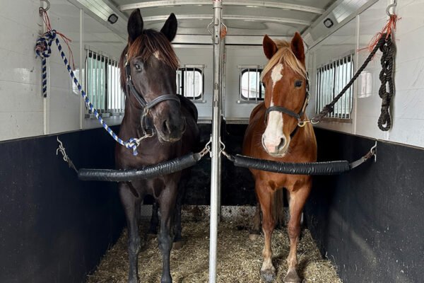 Horse clippers and clipper blades for coat trimming
