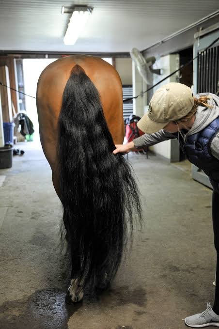 Mane and tail care detangler and comb